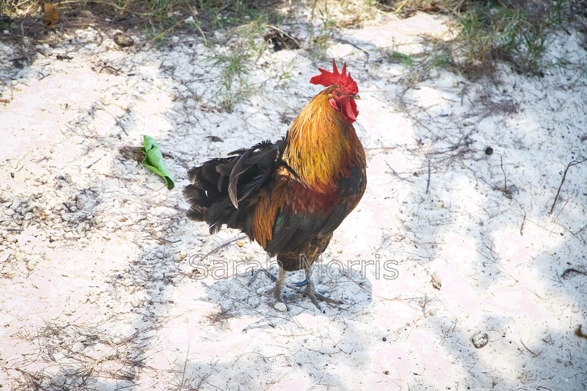 Cockerel 
 Colourful cockerel wandering playfully in the sand, Grand Cayman 
 Keywords: Cockerel, rooster, colour, colourful, wander, playful, sand, Grand Cayman, beach, nature