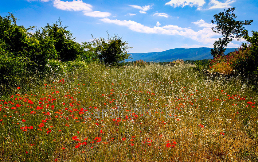 Poppyfield 
 View across poppyfields in Provence 
 Keywords: Poppyfield, poppyfields, poppy, Provence, France