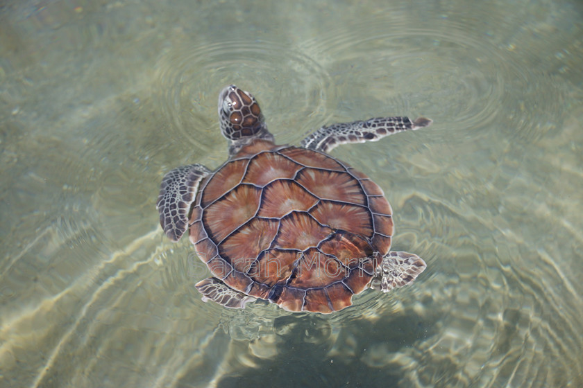 Turtle 
 Young turtle at Turtle Farm, West Bay, Grand Cayman 
 Keywords: Turtle, West Bay, Grand Cayman, shell, markings, nature, swimming, water