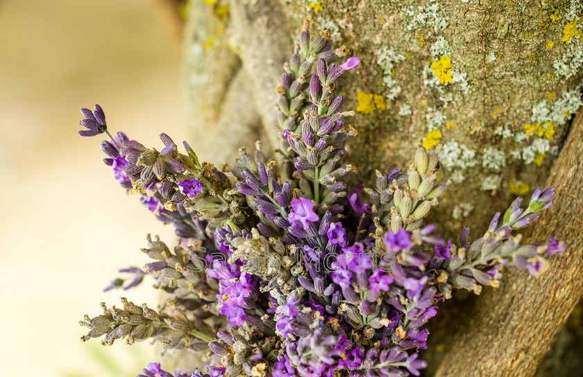 Lavender Posie 
 Delicate lavender posie against colourful bark of tree, Provence 
 Keywords: Delicate, lavender, posie, colourful, bark, tree, Provence, France