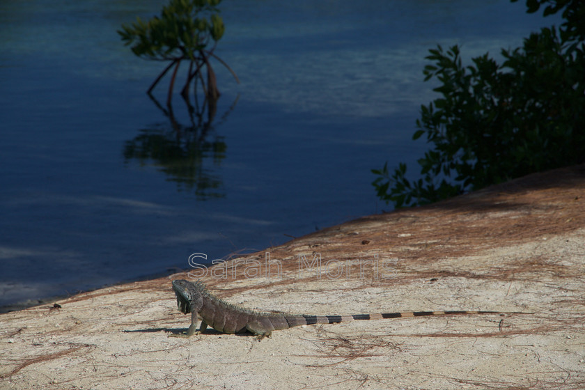 IMG 4329 
 Green Iguana, Blue Lagoon, Grand Cayman 
 Keywords: Green, iguana, blue, lagoon, Grand Cayman, exotic, nature, reptile, mangrove