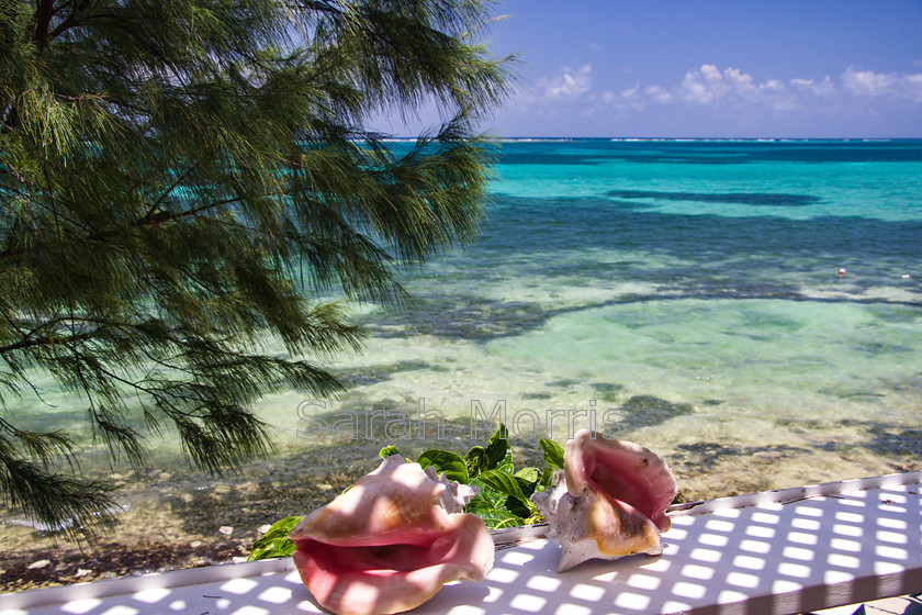 Conch-Shells 
 Two beautiful pink conch shells in the foreground with sweeping views of a blue/green sea and pine trees 
 Keywords: Conch, shell, shells, pink, beautiful, view, blue, green, sea, pine, tree, idyllic, paradise, tranquil