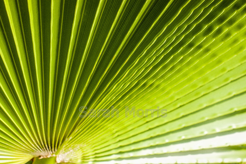 Green-Fan 
 Close up of fan-shaped patterns of this large green leaf, Blue Lagoon, Grand Cayman 
 Keywords: Close up, pattern, fan, fan-shaped, leaf, abstract, green, Blue Lagoon, Grand Cayman